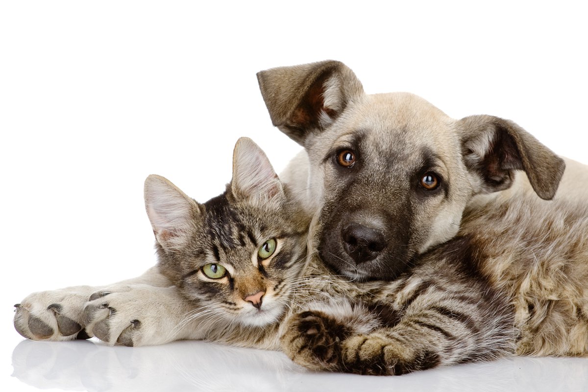 A-pet-cat-and-dog-lying-on-top-of-each-other